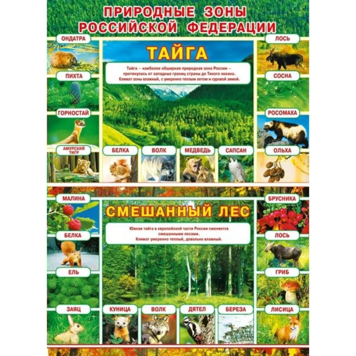 Природные зоны российской федерации смешанный лес