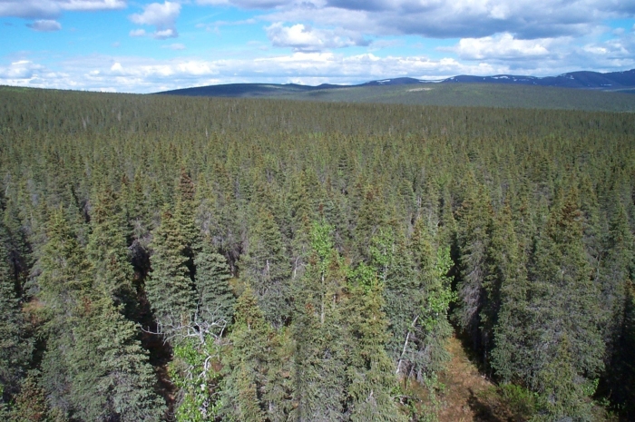 Тайга европейского севера