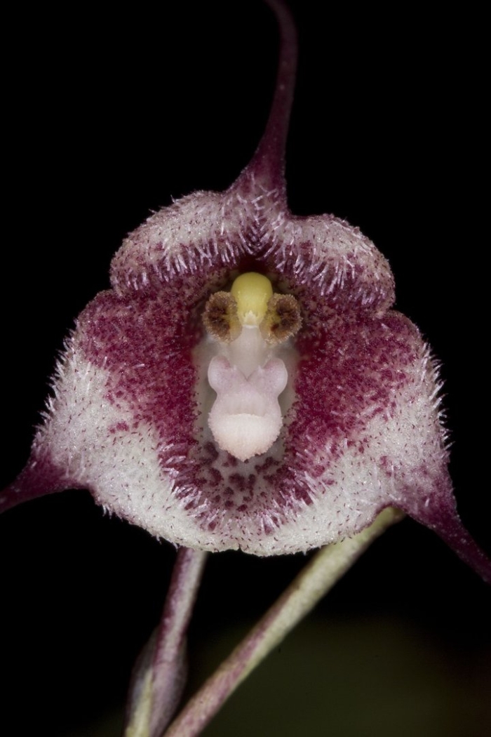 Dracula radiella орхидея