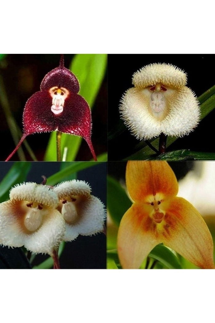 Орхидея дракула симиа