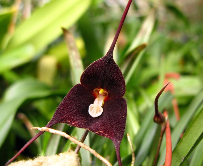 Орхидея обезьянья дракула