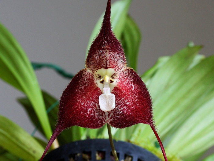 Масдеваллия дракула орхидея