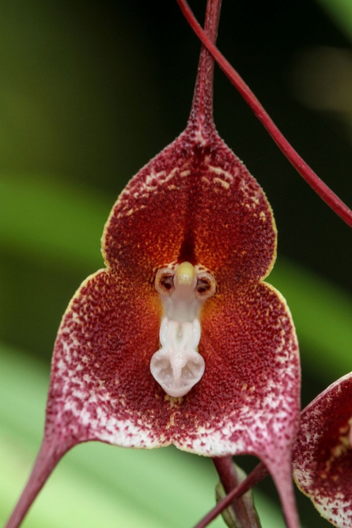 Орхидея дракула симия