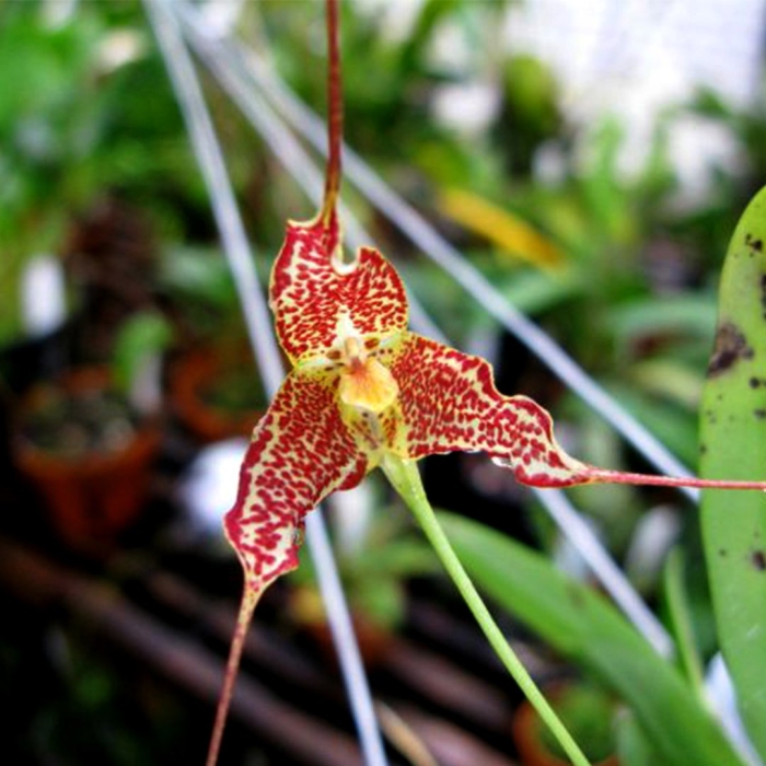 Masdevallia decumana