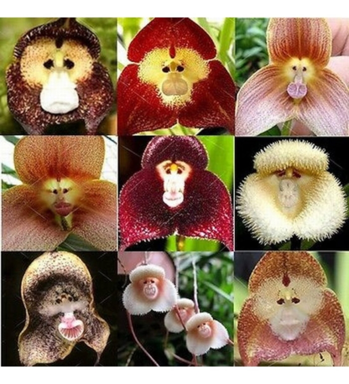 Monkey orchid