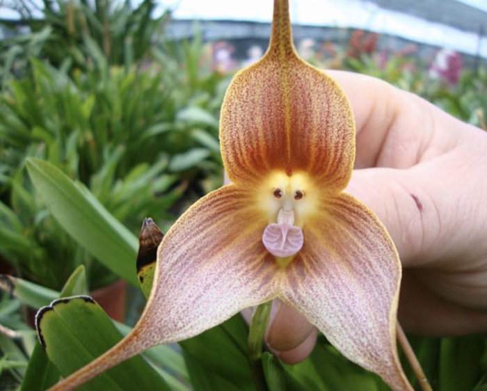 Орхидея обезьянья дракула