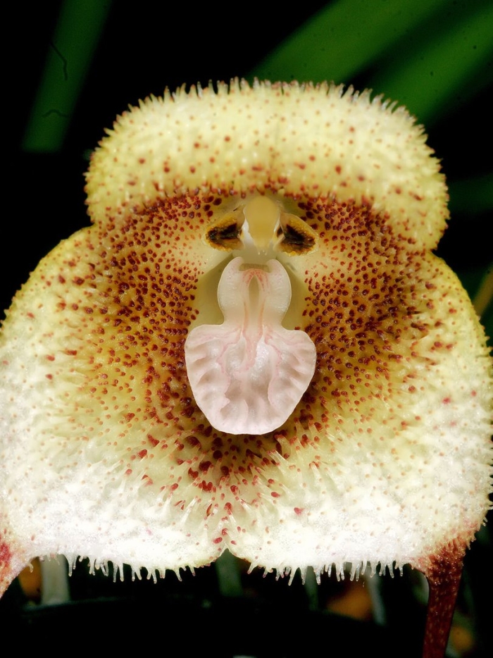 Орхидея обезьянья дракула