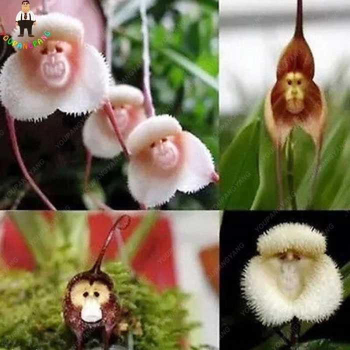 Обезьянья орхидея