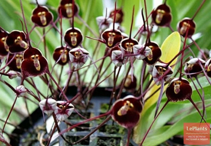 Орхидея дракула симиа