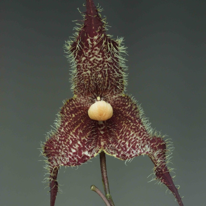 Орхидея dracula chimaera