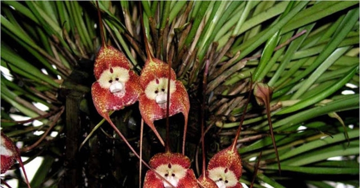 Орхидея обезьянья дракула