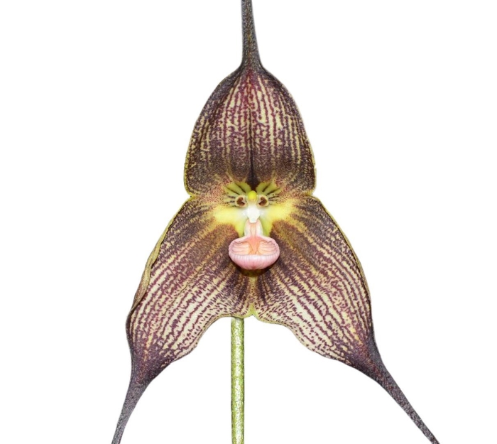 Dracula vampira orchid