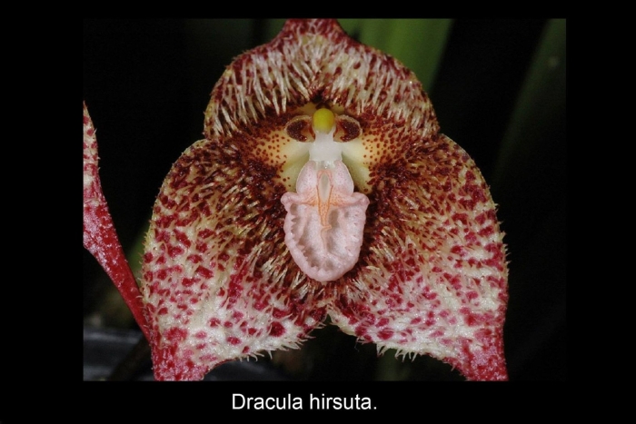 Орхидея обезьянья дракула