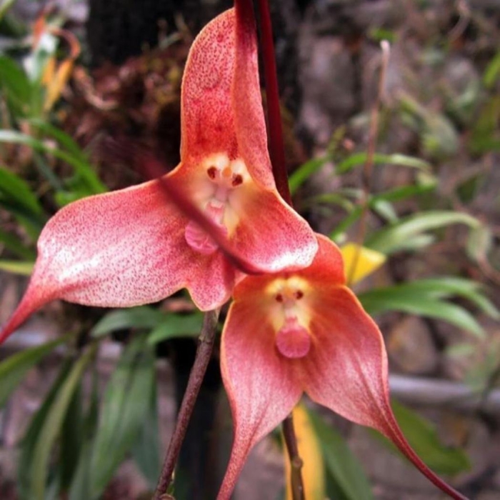 Дракула орхидея