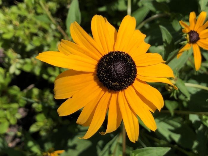 Рудбекия волосистая морено