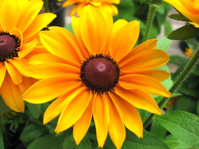 Рудбекия растение