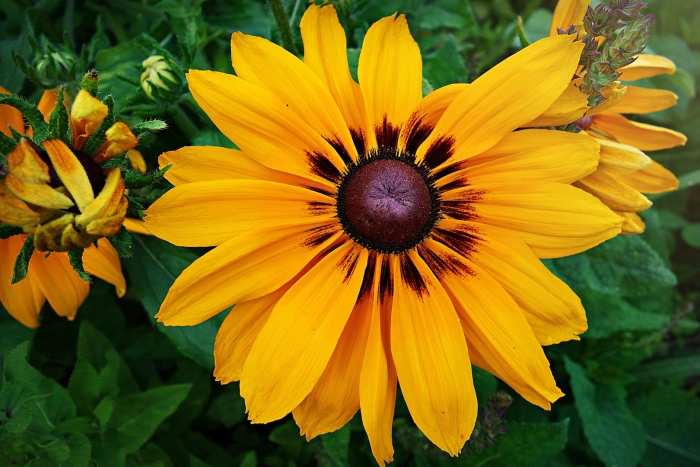 Рудбекия волосистая глориоза