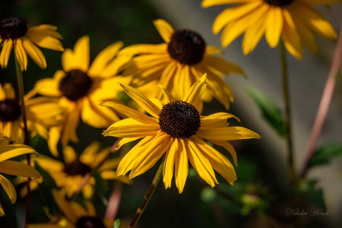 Золотой шар рудбекия