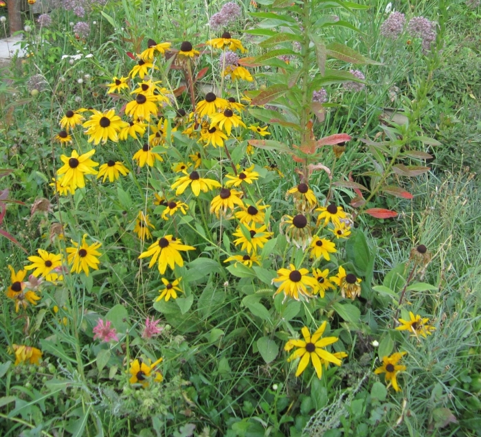 Рудбекия глянцевитая