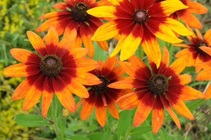 Рудбекия хирта волосистая