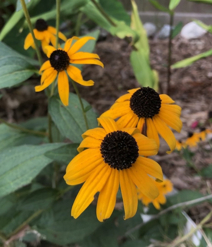 Рудбекия желтая