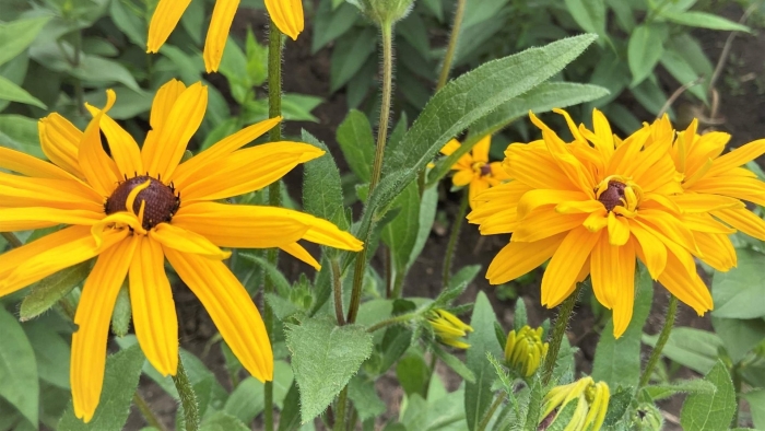 Рудбекия рассеченная