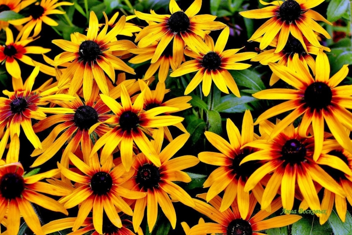 Рудбекия волосистая блэкайдсюзан