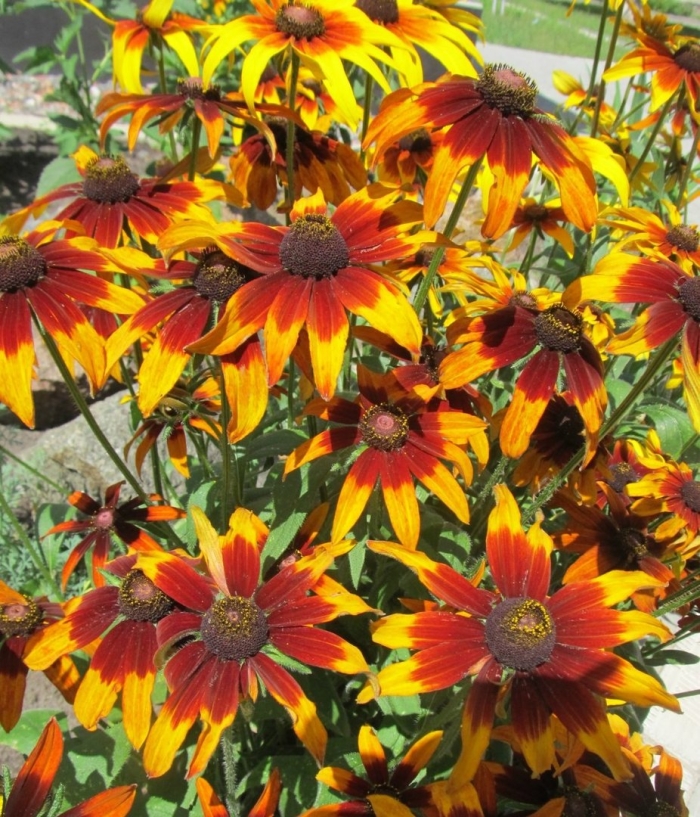 Рудбекия глориоза даубл