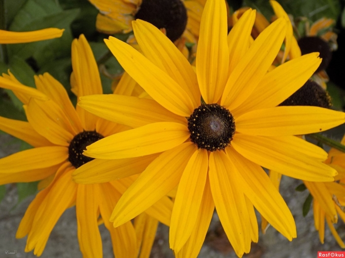 Рудбекия многолетняя