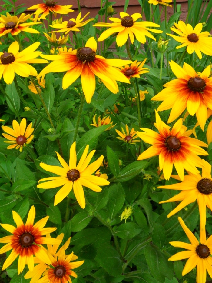 Рудбекия волосистая блэкайдсюзан