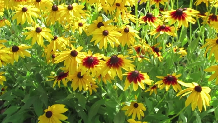 Рудбекия пурпурная многолетняя