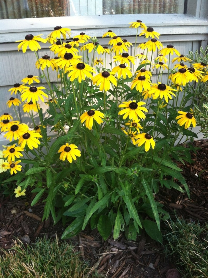 Рудбекия растение