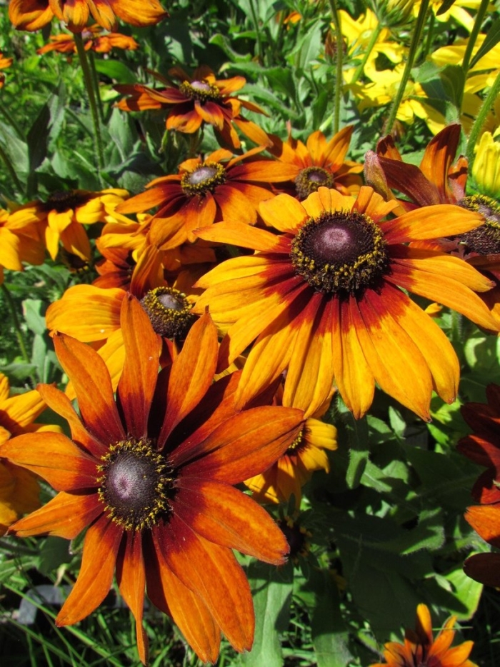 Рудбекия волосистая голдилокс