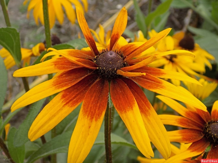 Рудбекия золотой шар