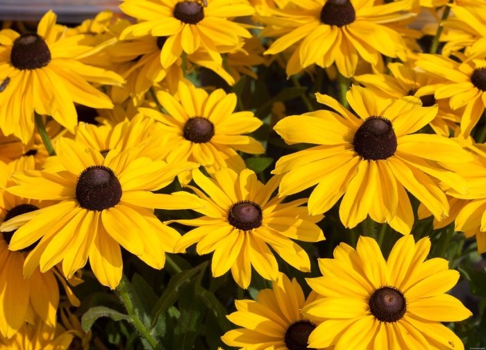 Рудбекия янтарь многолетняя