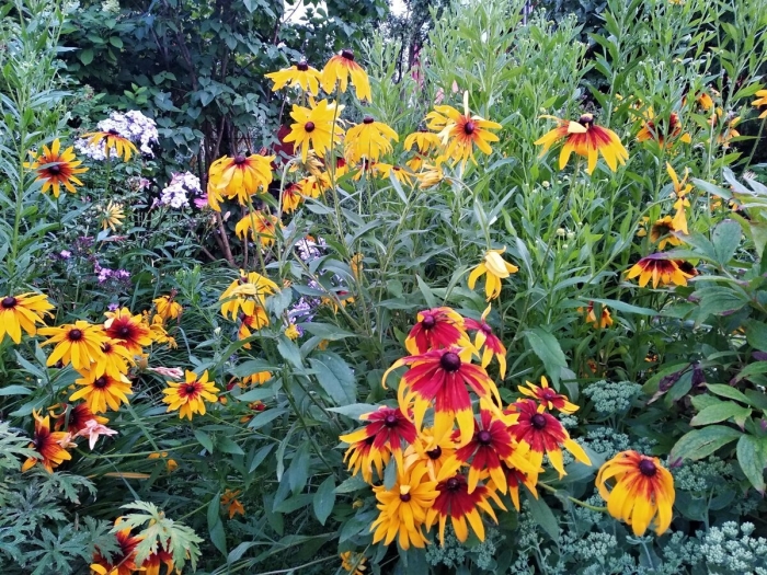 Рудбекия золотая махровая