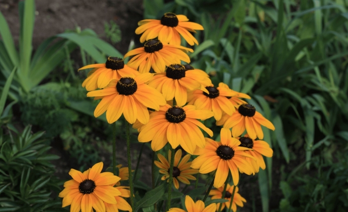 Рудбекия белая лебедь