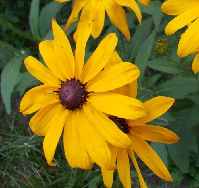 Рудбекия тото золотая