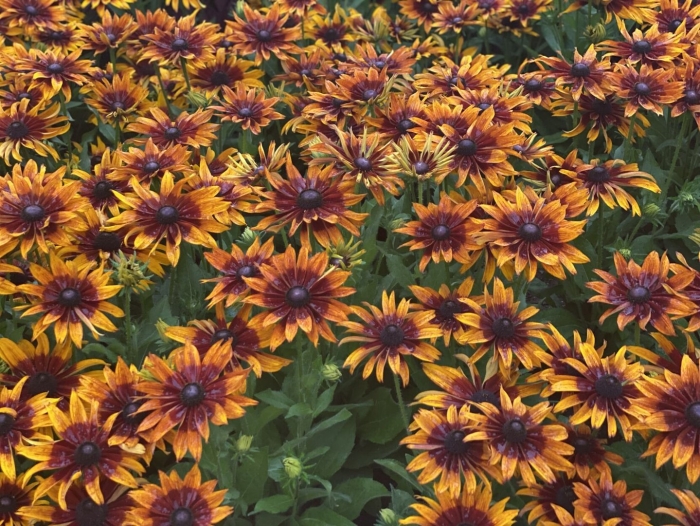 Рудбекия тото микс