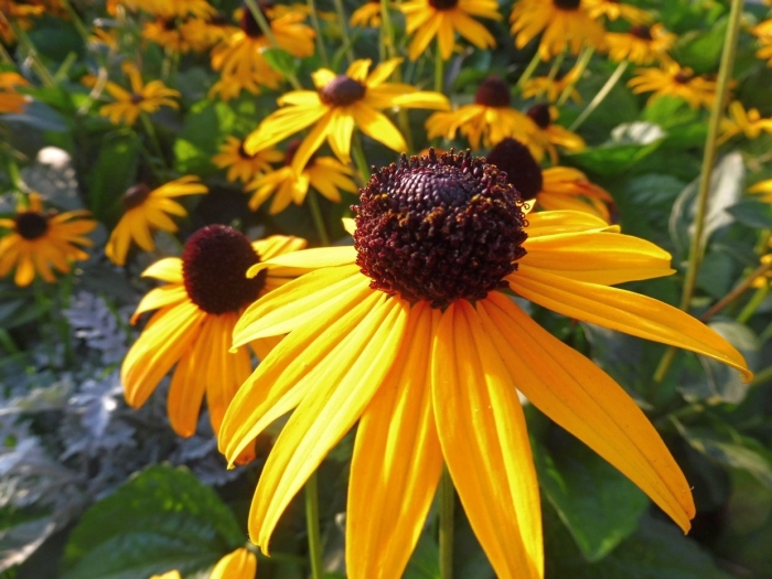 Рудбекия волосистая блэкайдсюзан