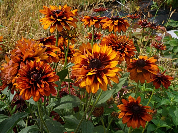 Рудбекия cherokee sunset