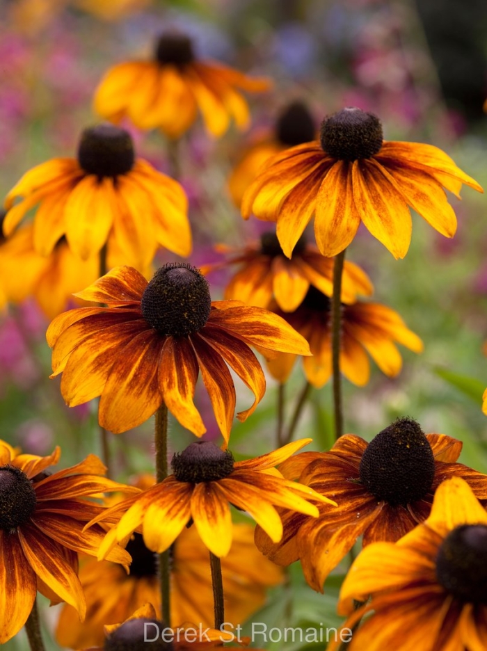 Рудбекия goldsturm