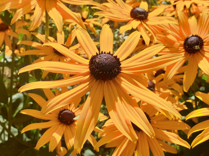 Рудбекия голдштурм