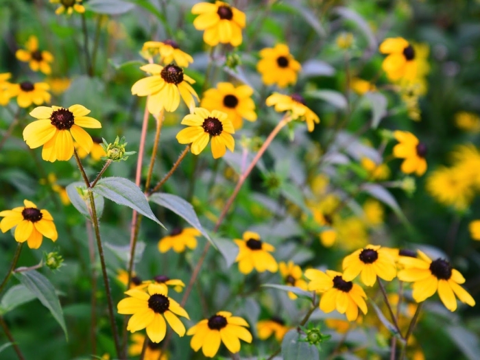 Рудбекия rudbeckia triloba
