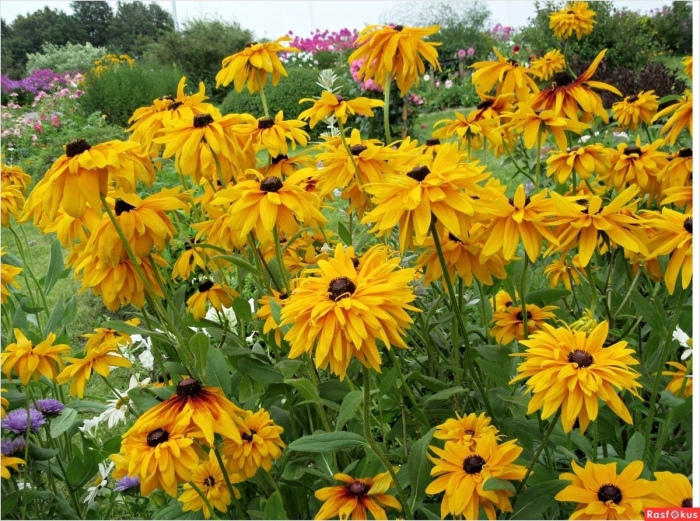 Рудбекия голдилокс