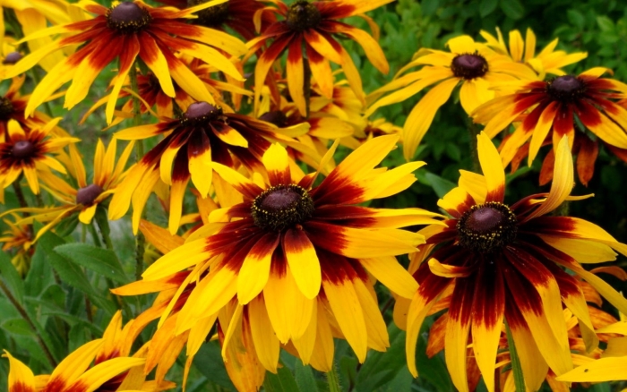 Рудбекия янтарь многолетняя