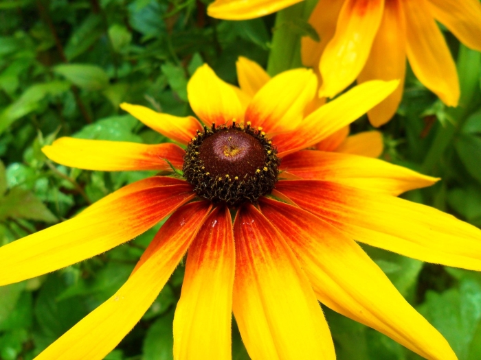 Рудбекия золотая