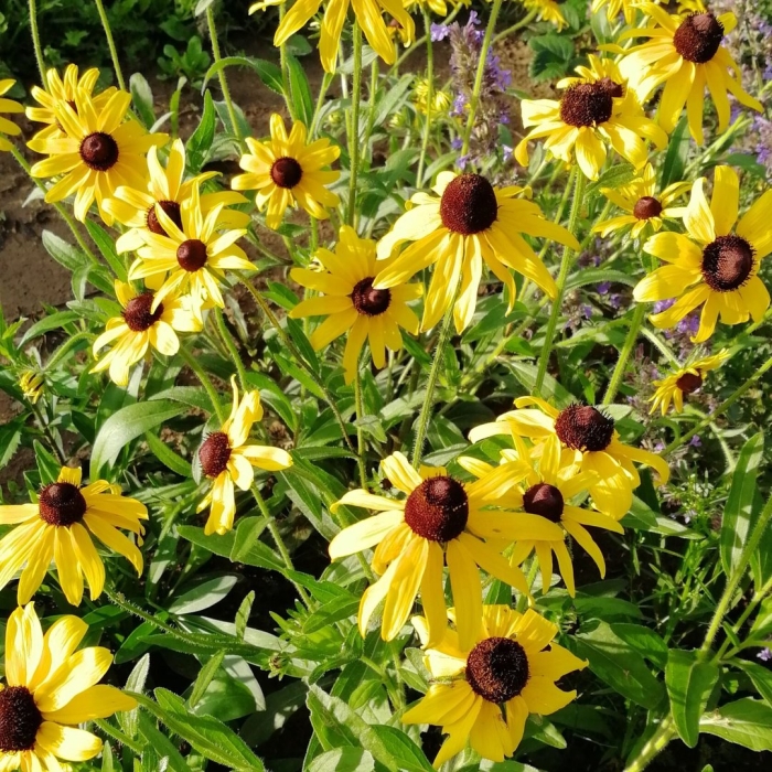 Рудбекия рассеченная голдкелль