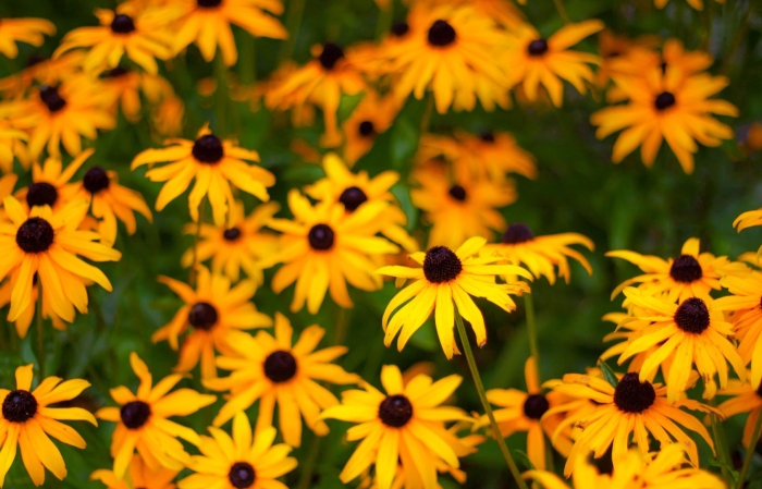 Рудбекия цветок