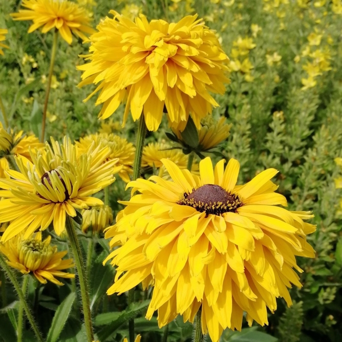Рудбекия золотая махровая